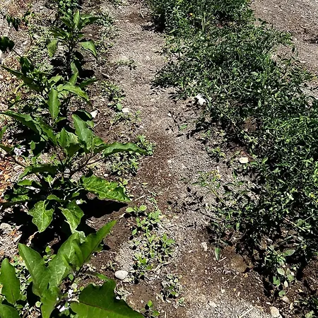 Zoe فندق مبيت وإفطار Amargeti